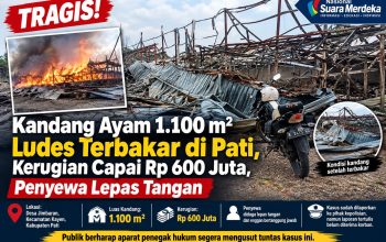 Tragis! Kandang Ayam 1.100 m² Ludes Terbakar di Pati, Kerugian Capai Rp 600 Juta, Penyewa Lepas Tangan
