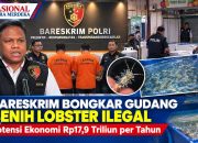 Bareskrim Bongkar Gudang Benih Lobster Ilegal, Potensi Ekonomi Rp17,9 Triliun per Tahun